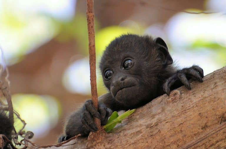 The Risks and Benefits of Wearable Plastic Safety Glasses 1 Gray Monkey
