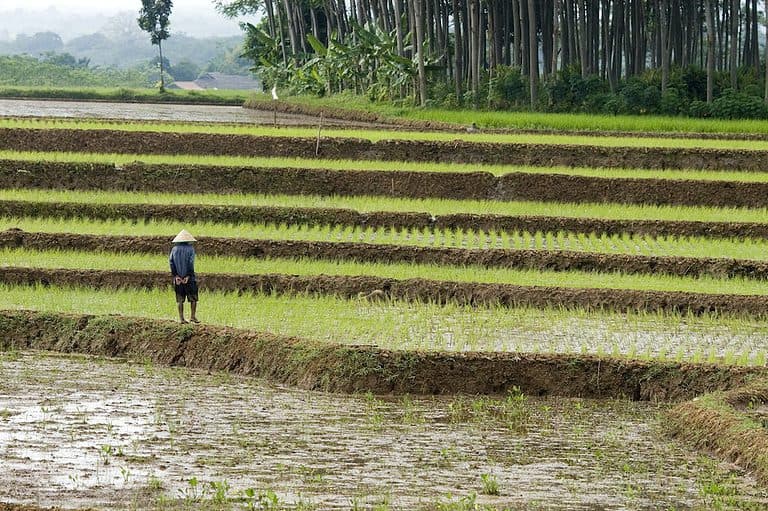 The History of Farmer's Overalls and How They Came to Be Used 1 Terraced Paddy Fields