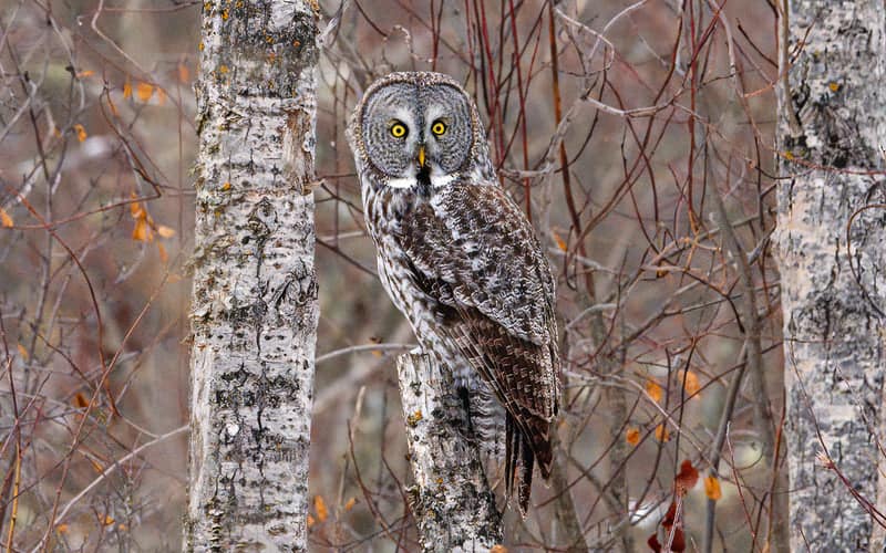 Wide Width Shoes: Your Guide To A Comfortable and Stylish Fit 7 owl looks at camera with wide eyes in a tree