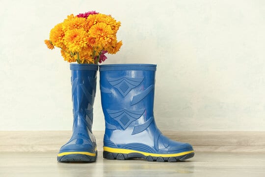 Pair of rubber boots and chrysanthemum flowers on floor against light wall