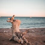 Does Bass Pro sell Carhartt beanies?