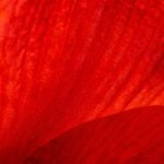 What union makes Red Wing boots?