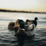 How do you wash a Carhartt quick duck jacket?