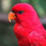 What is Red Wing mink oil made of?