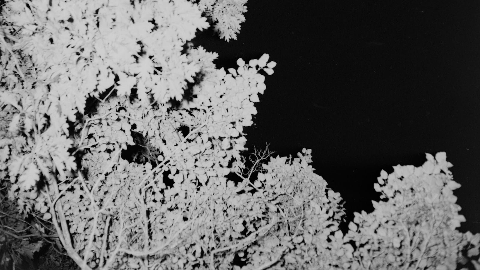 Does Red Wing make dress shoes?