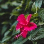 Can Blundstones be resoled NZ?